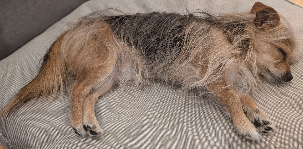 A very cute dog